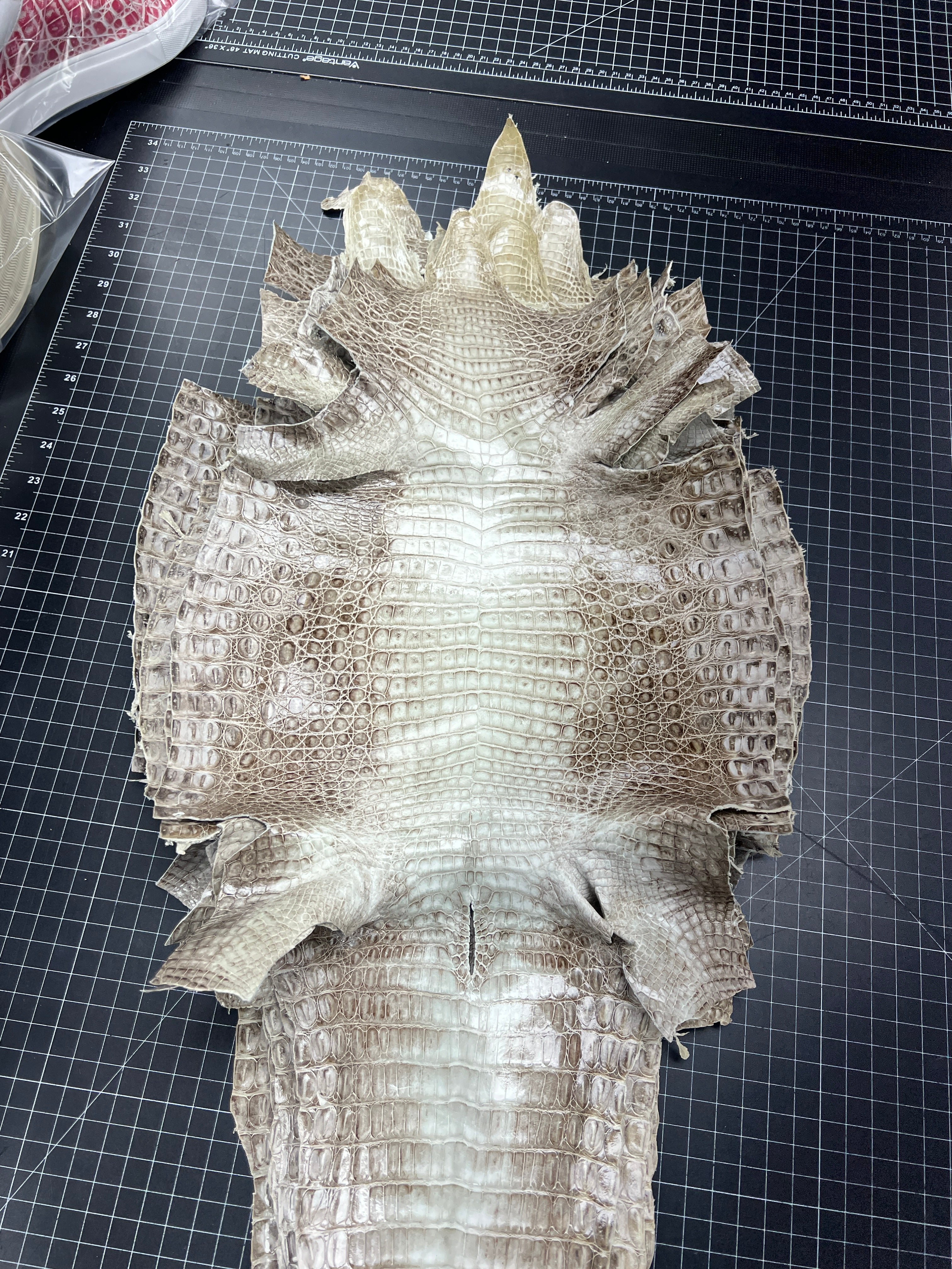 Himalayan Crocodile Belt - 1.5" width