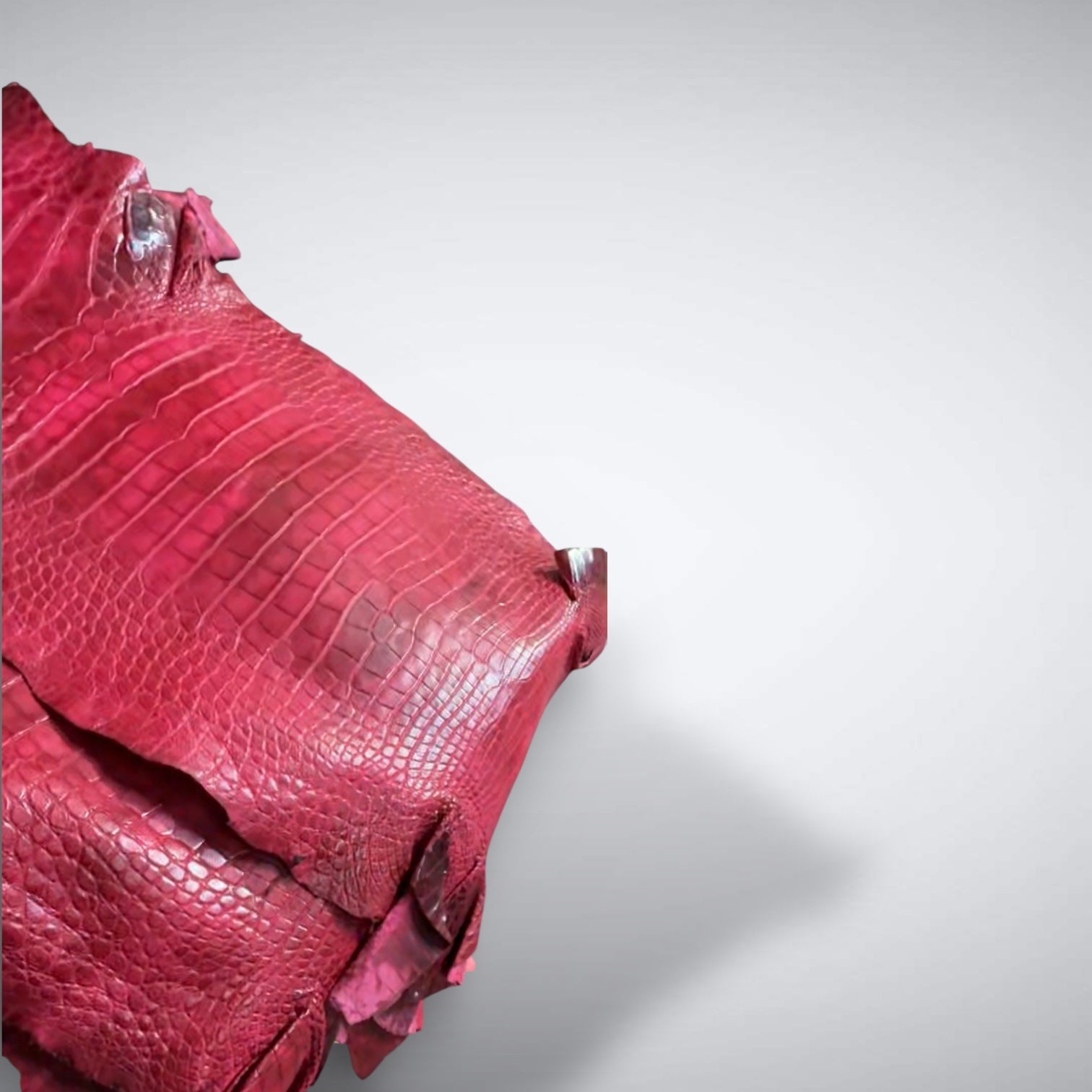 Azalea Cash Cover - Azalea Alligator Cash Cover