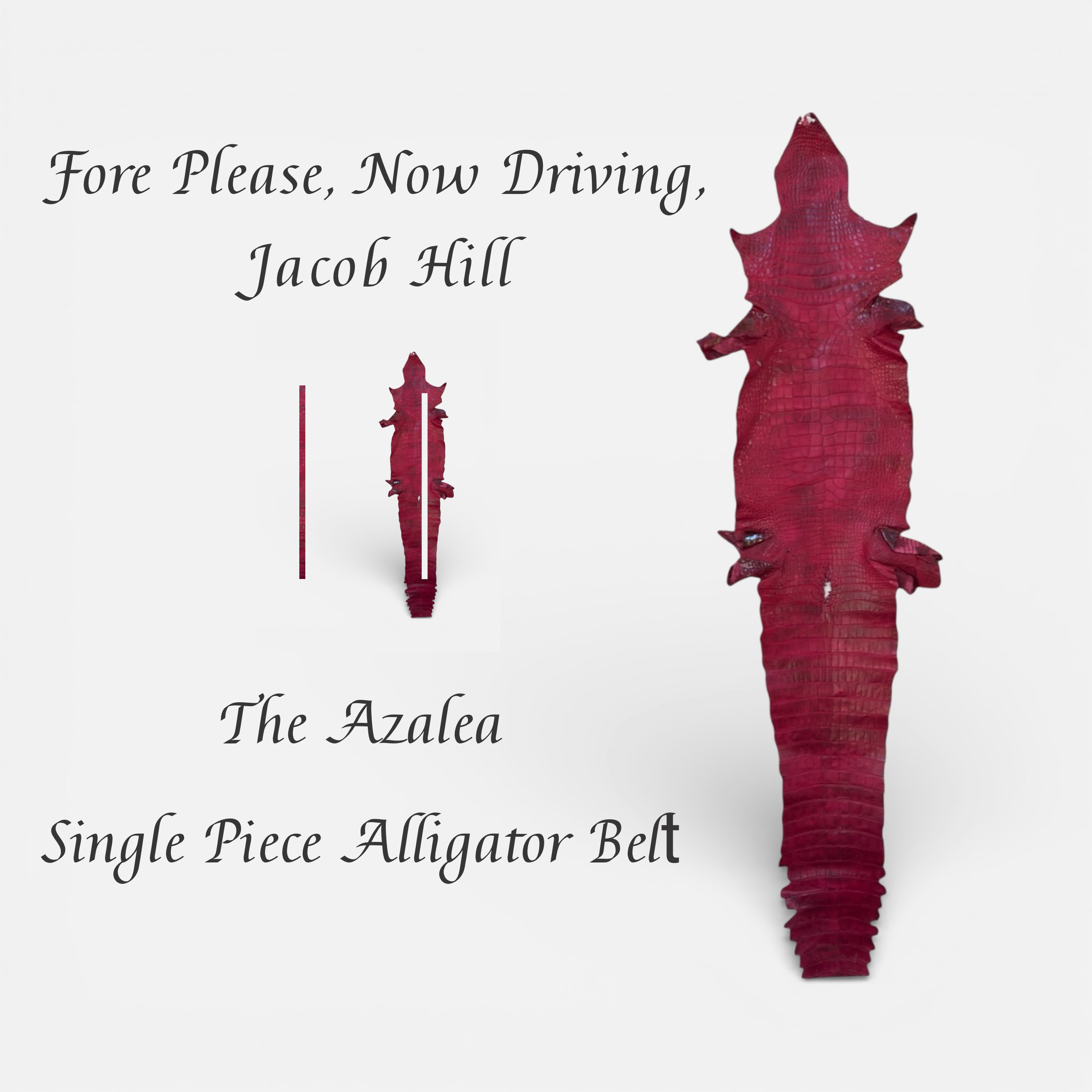 Red / Pink alligator belt with text about &