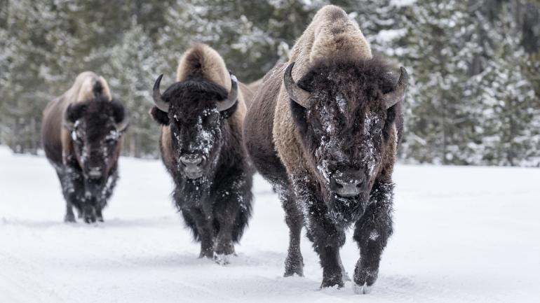 American Bison Belts