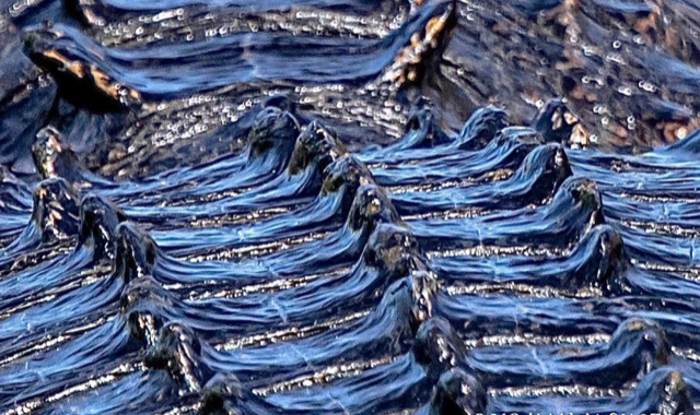 American Alligator Collection
