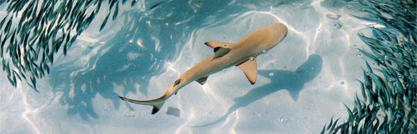 Shark Belts