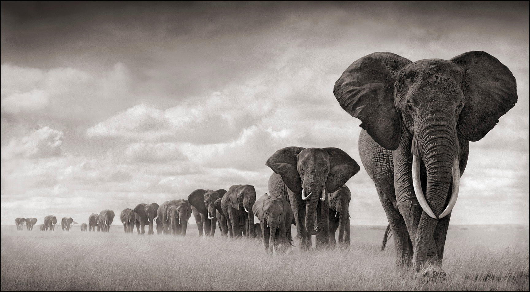 South African Elephant Belts